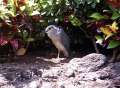 3812-black_crowned_night_heron